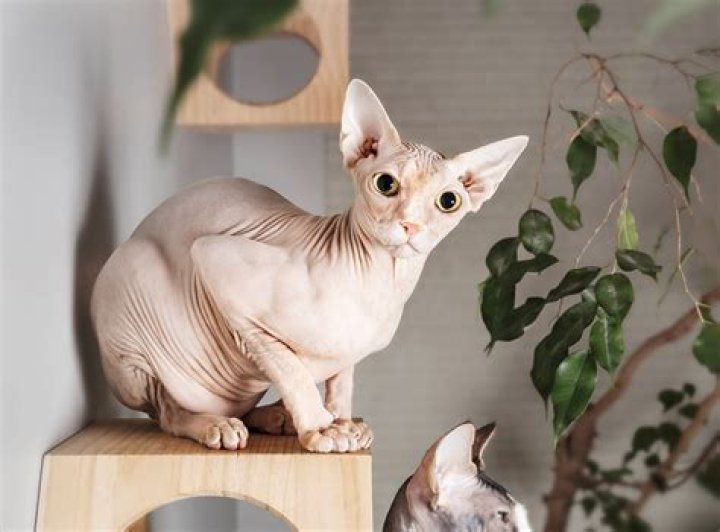 How big do Bambino Sphynx cats get?