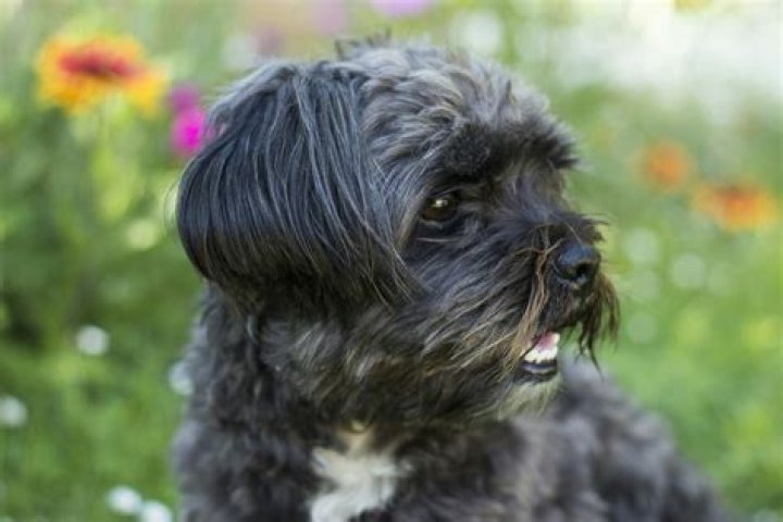 How big do bolonka dogs get?