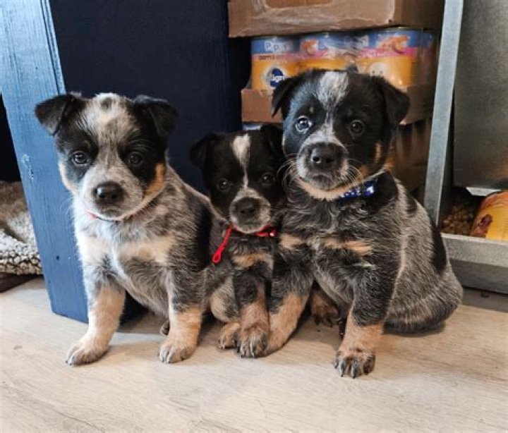 How big do heeler mix puppies get?