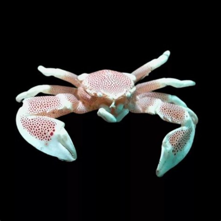 How big do porcelain anemone crabs get?