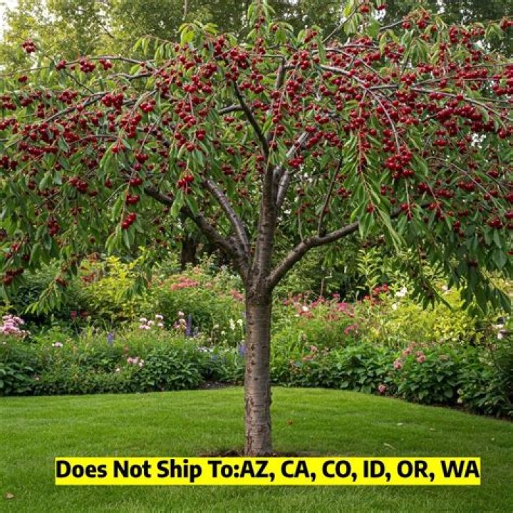 How big do semi-dwarf cherry trees get?