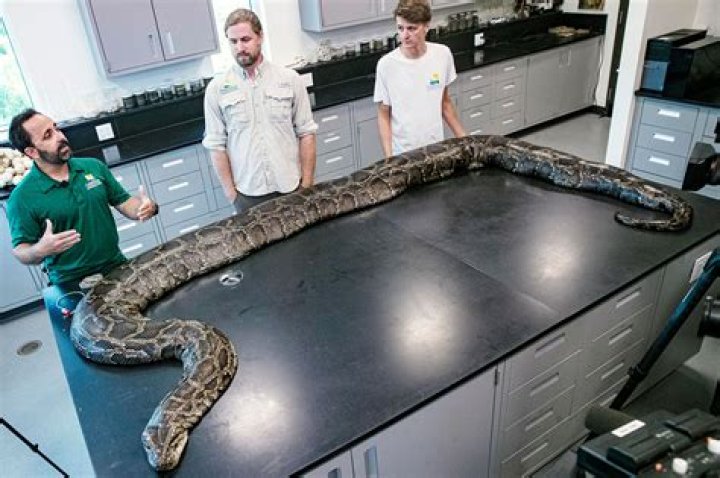 How big do spotted pythons grow?