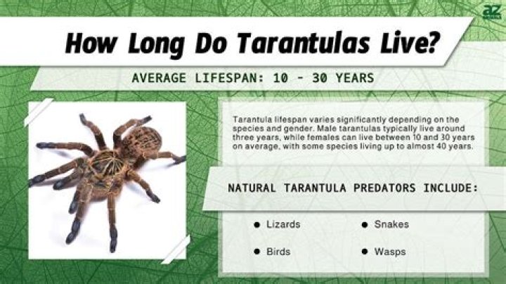 How big do Suntiger tarantulas get?