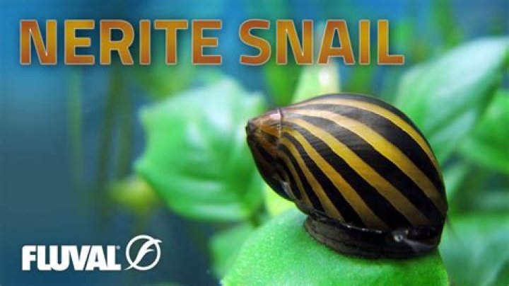 How big do zebra Nerite snails get?