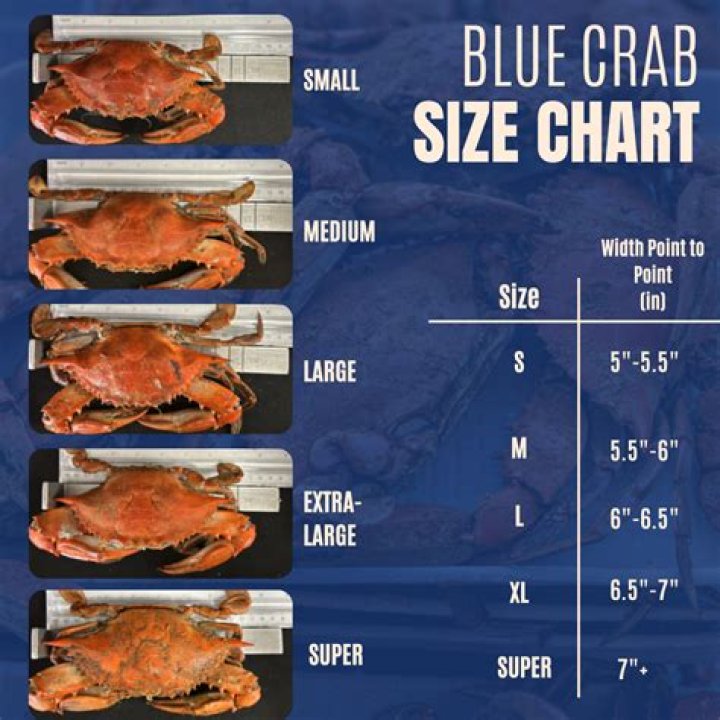 How big does a blue crab have to be to keep in Alabama?