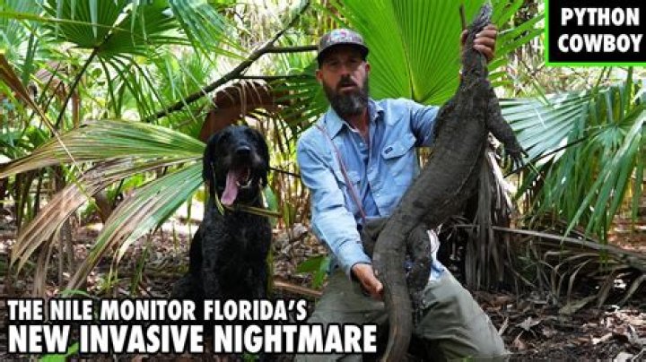 How big does a full grown Nile monitor get?