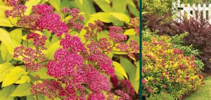 How big does a gold flame spirea get?