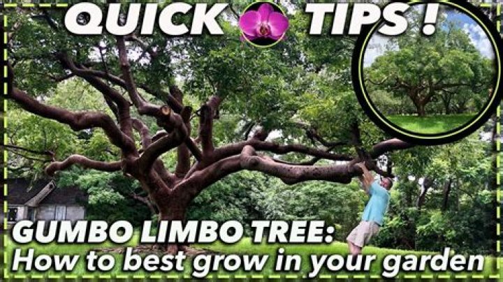 How big does a gumbo limbo tree get?