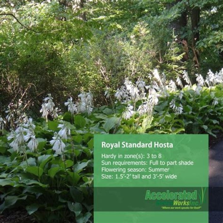 How big does a Royal Standard hosta get?