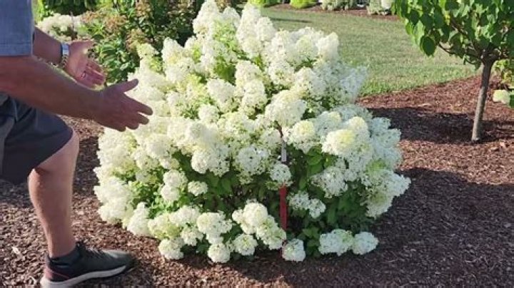 How big does Hydrangea paniculata get?