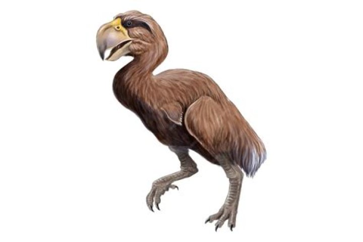 How big is a Gastornis?