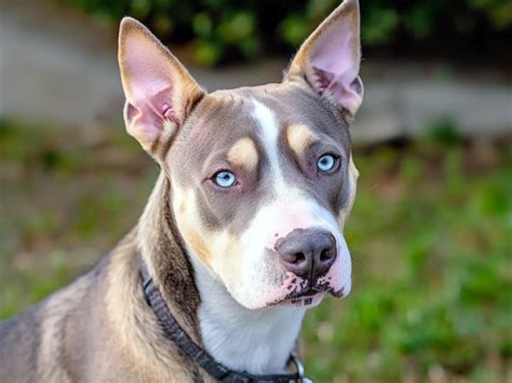 How big is a husky pitbull mix?