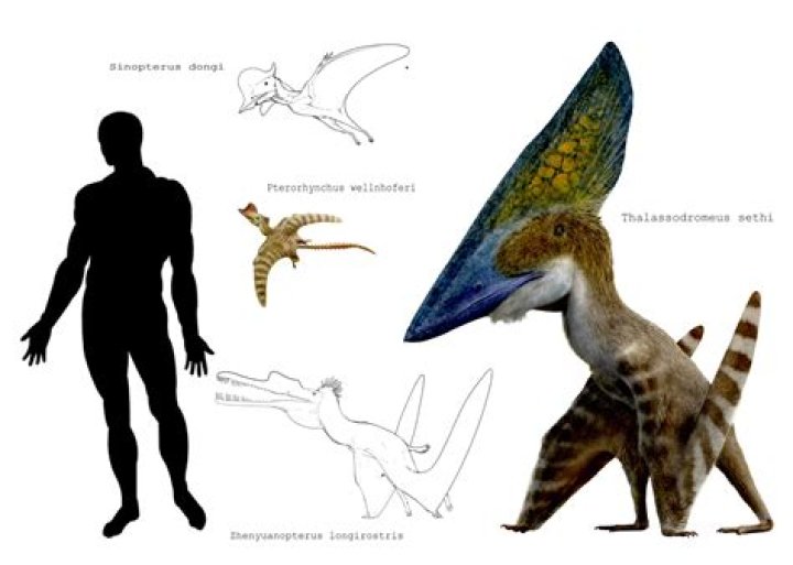 How big is a tapejara?