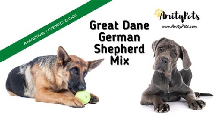 How big will a lab Great Dane mix get?