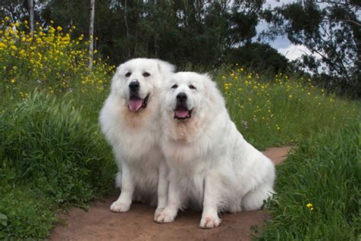 How big will a lab Pyrenees get?