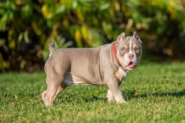 How big will a pocket bully get?