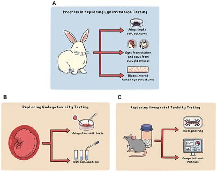 How can computer models be used instead of animal testing?