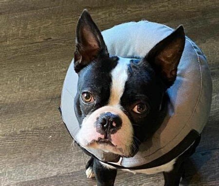 How can I be a good Petsitter?