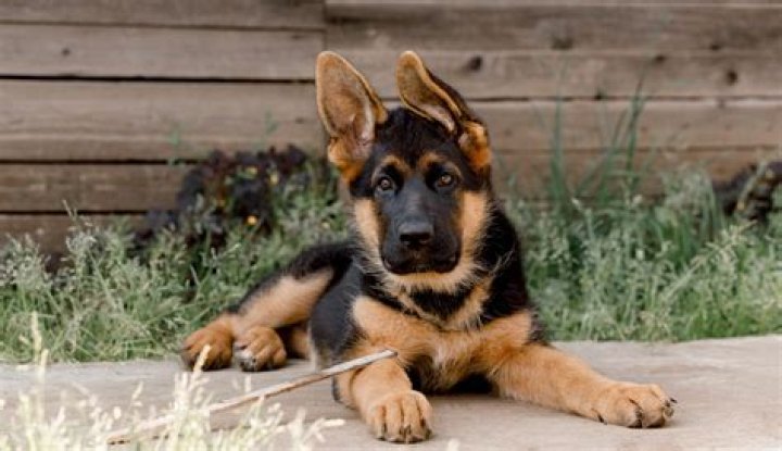 How can I buy a German Shepherd puppy?