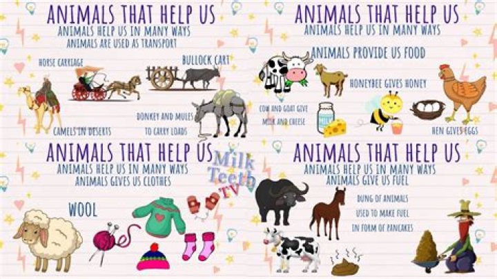How can I help animals as a kid?