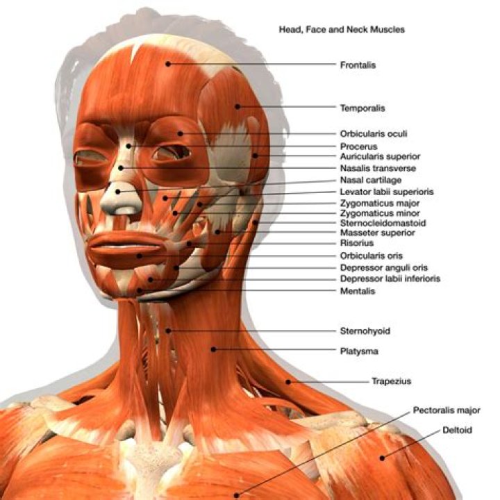 How can I remember the muscles of my tongue?