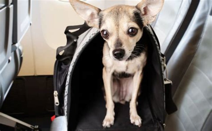 How can I transport my pet safely?