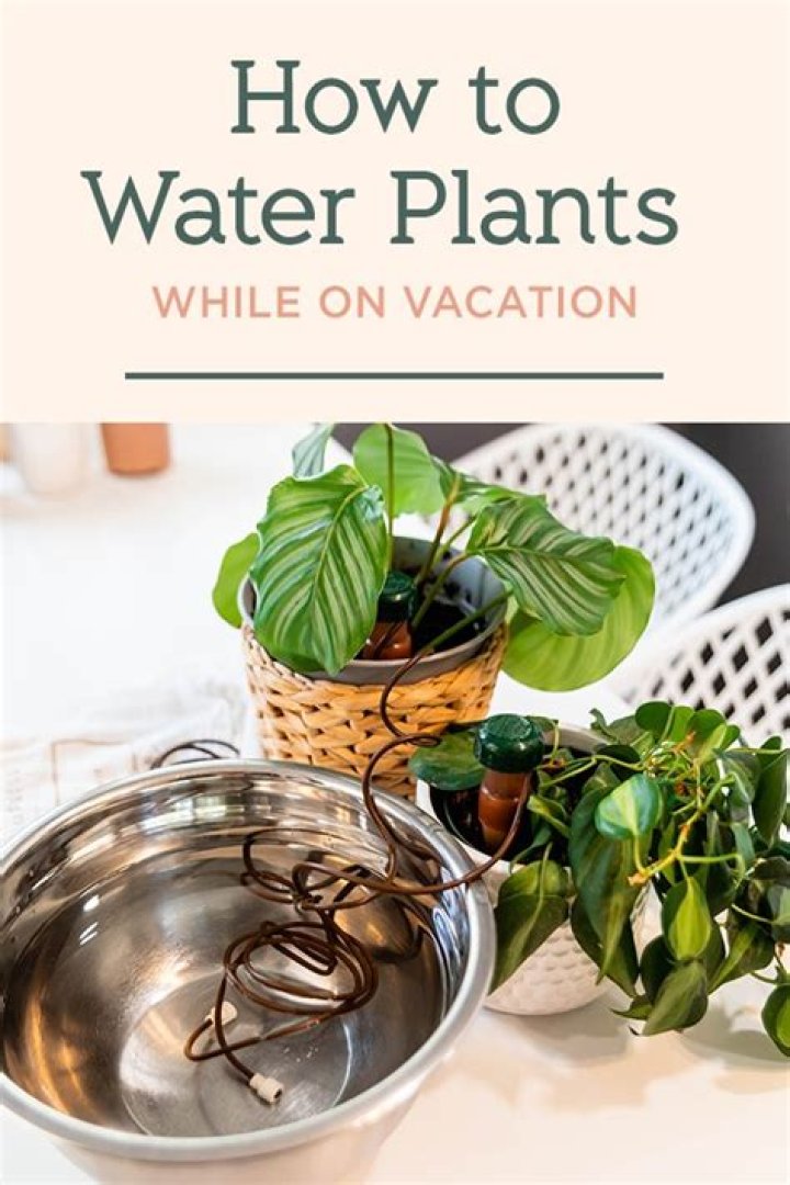 How can I water my house plants while on vacation?