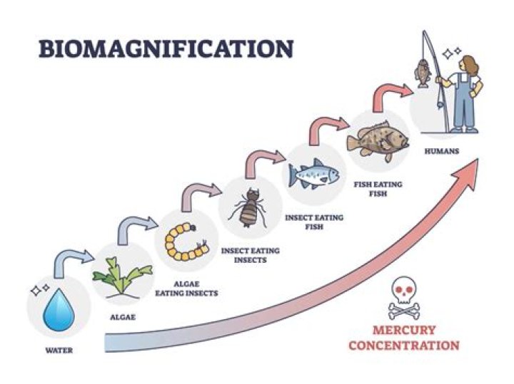 How can mercury accumulate in biomagnification?