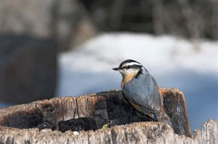 How can you tell a Red-breasted Nuthatch?