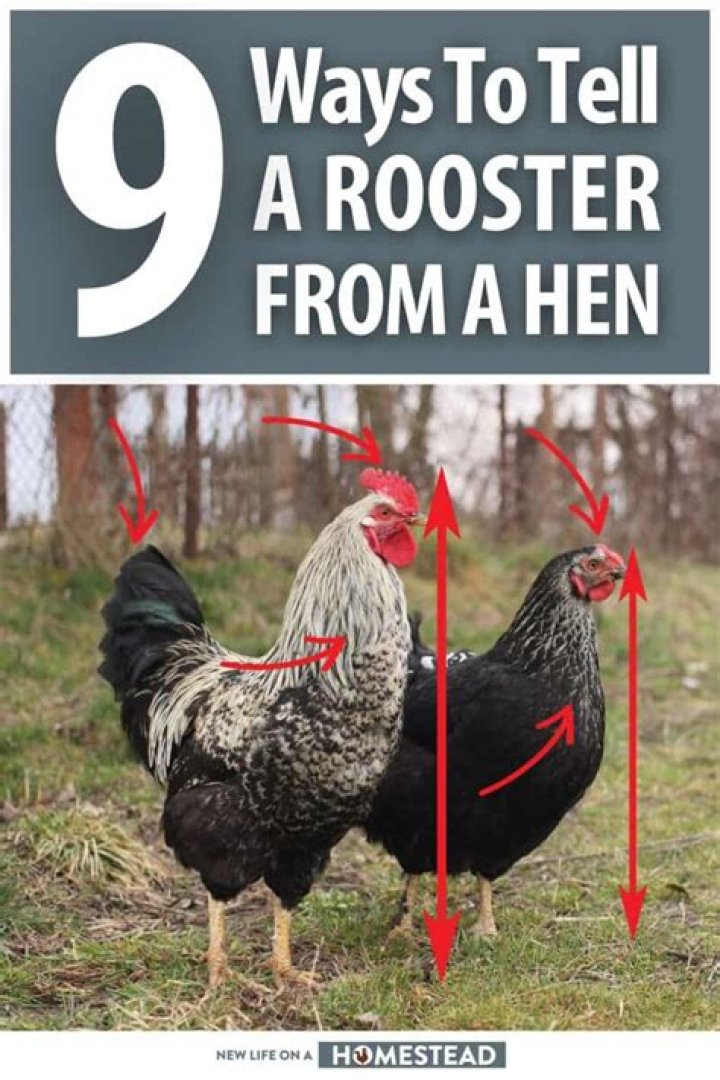 How can you tell a Shamo rooster?