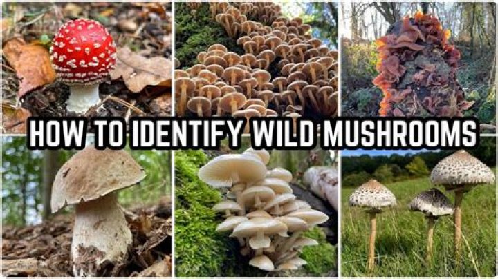 How can you tell if a mushroom is bolete?