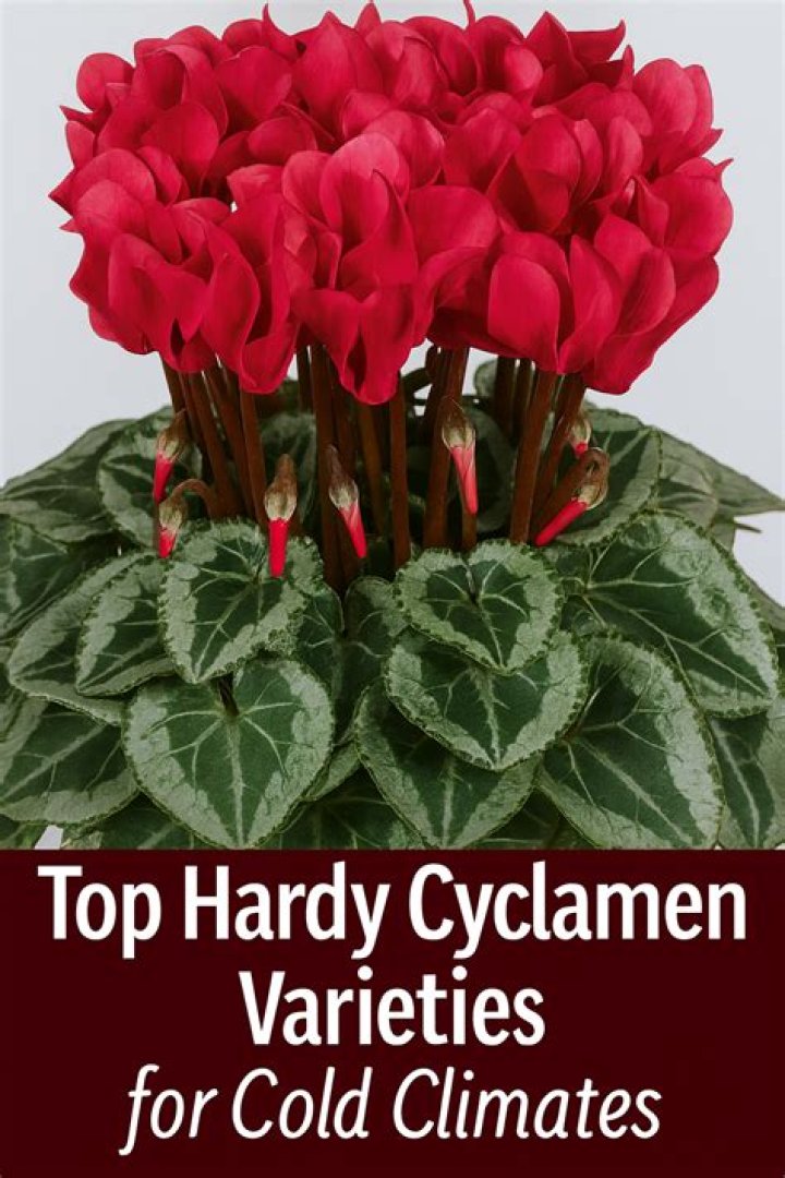 How cold can Pansy tolerate?