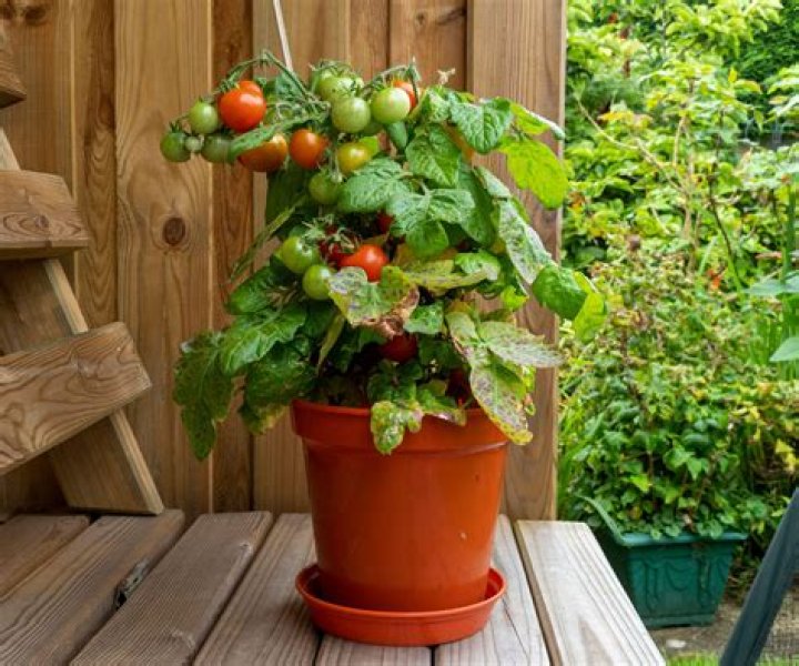 How deep should a planter for tomatoes be?
