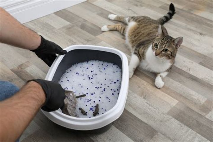 How deep should your cat litter box be?