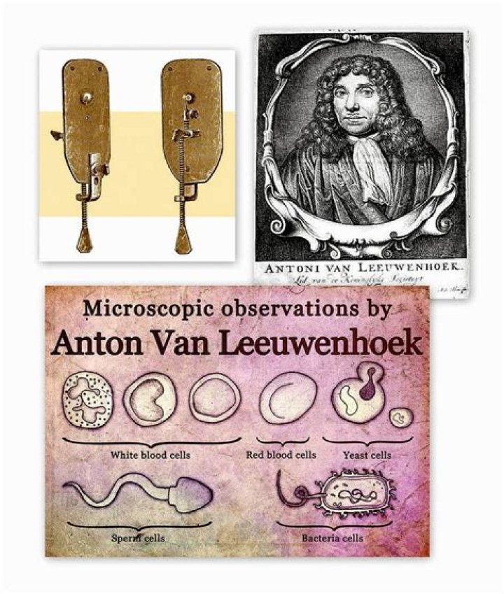 How did Anton van Leeuwenhoek discovered?