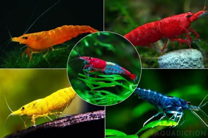 How did black tiger shrimp get to the US?