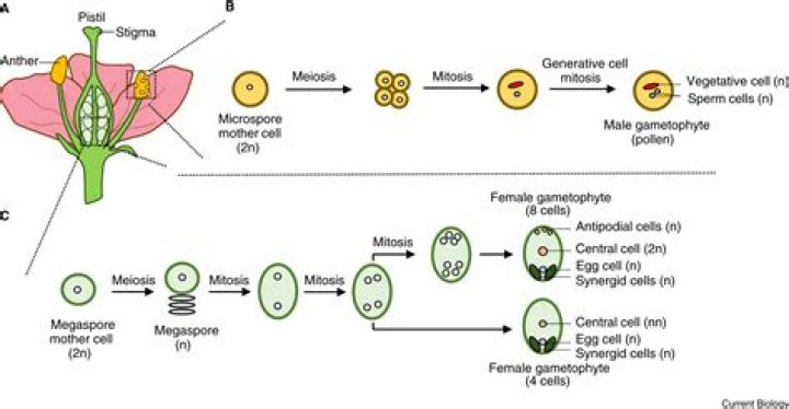 How did conifers reproduce?