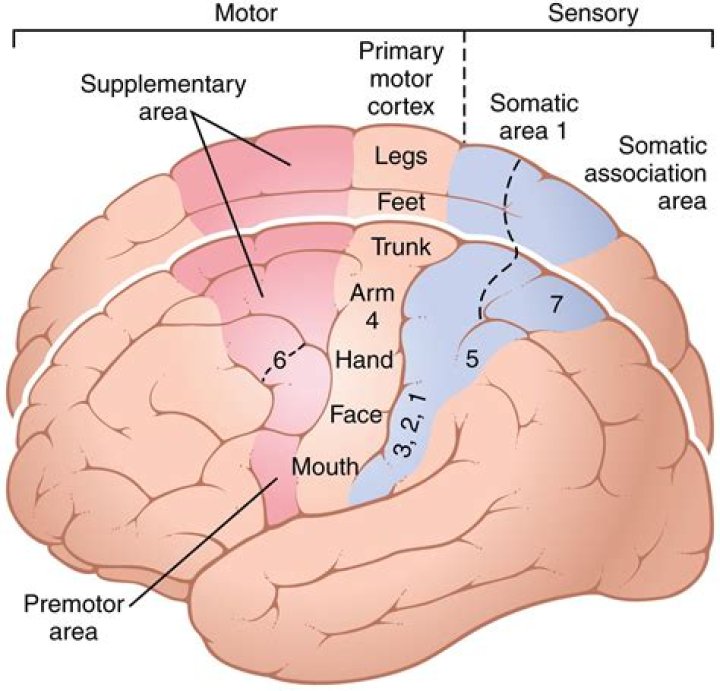 How did Otfrid Foerster and Wilder Penfield map the motor cortex?