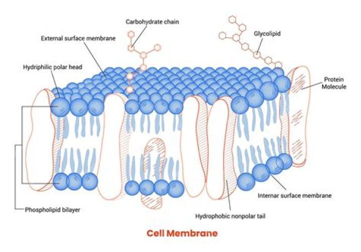 How did the cell membrane swallowed the food?