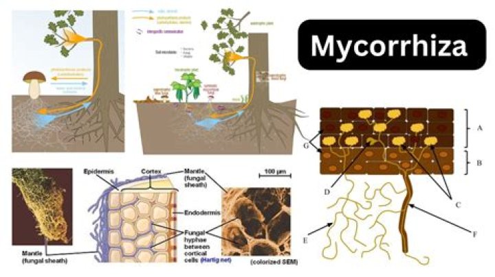 How do arbuscular mycorrhizae reproduce?