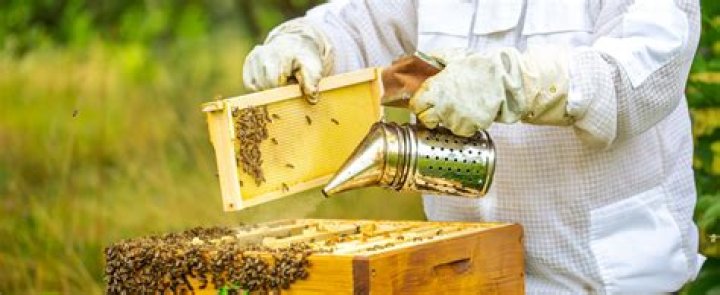 How do beekeepers collect pollen?