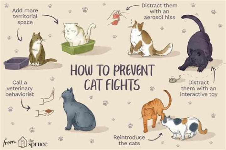 How do cats act coming out of anesthesia?