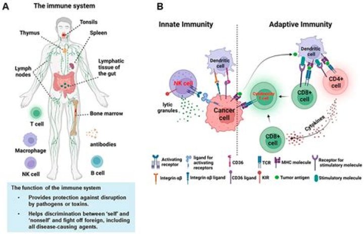 How do cytotoxic cells provide innate immunity?