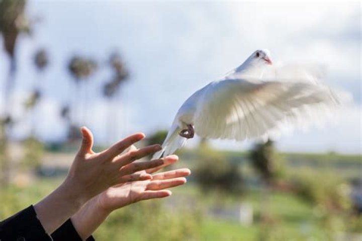 How do dove releases work?