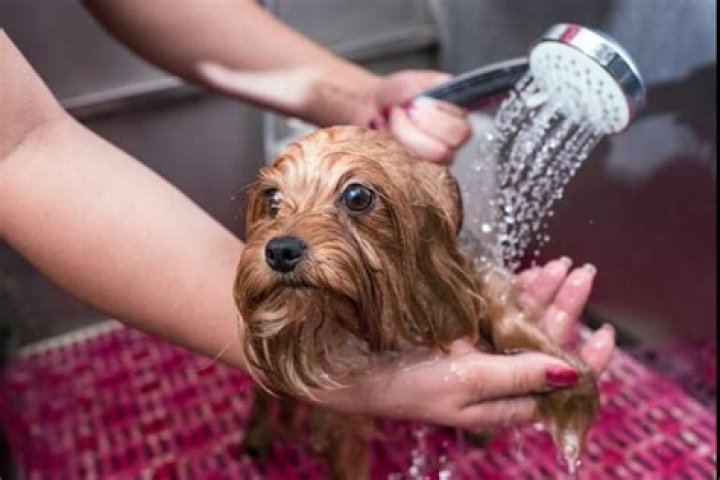 How do groomers get paid?
