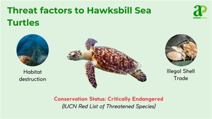 How do hawksbill sea turtles adapt to their habitat?