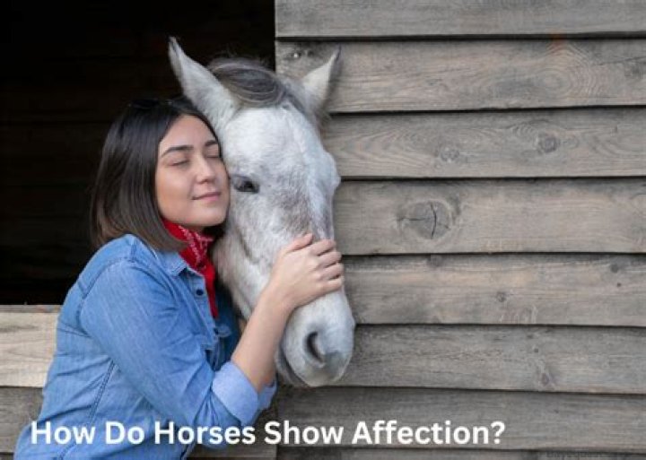 How do horses show humans affection?