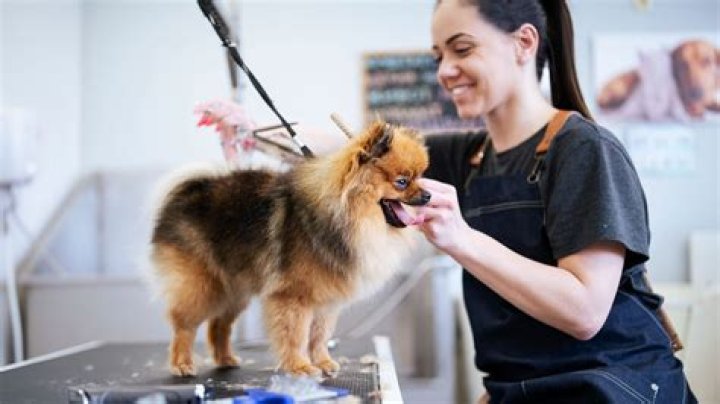 How do I become a certified dog groomer in Ohio?