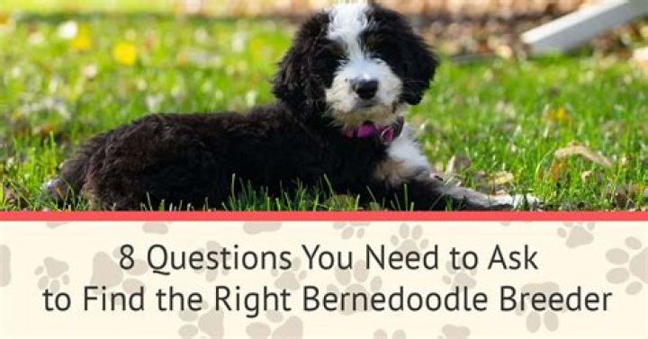 How do I find a reputable Bernedoodle breeder?