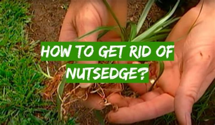 How do I get rid of Gymnosporangium?